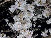 郎川沿いの桜の夜の画像3