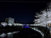 郎川沿いの桜の夜の画像4