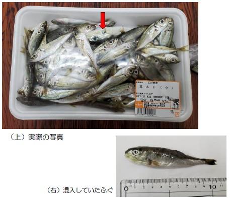 ふぐ写真