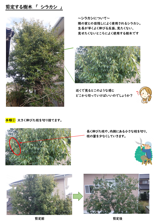 剪定方法1