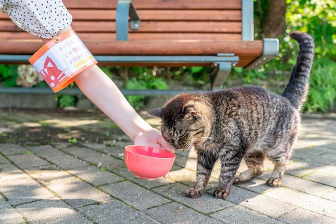 届出済証を付けて野良猫に餌をあげている画像