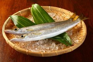秋の訪れを告げる魚「カマス」の画像