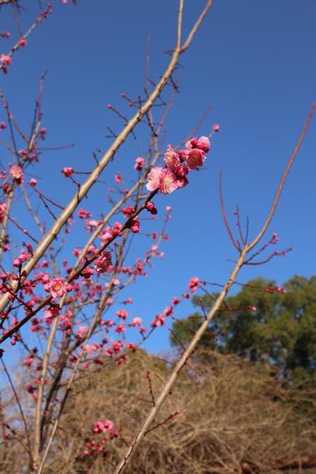 長崎市役所のモニターであなたの写真を放映してみませんか？の画像3