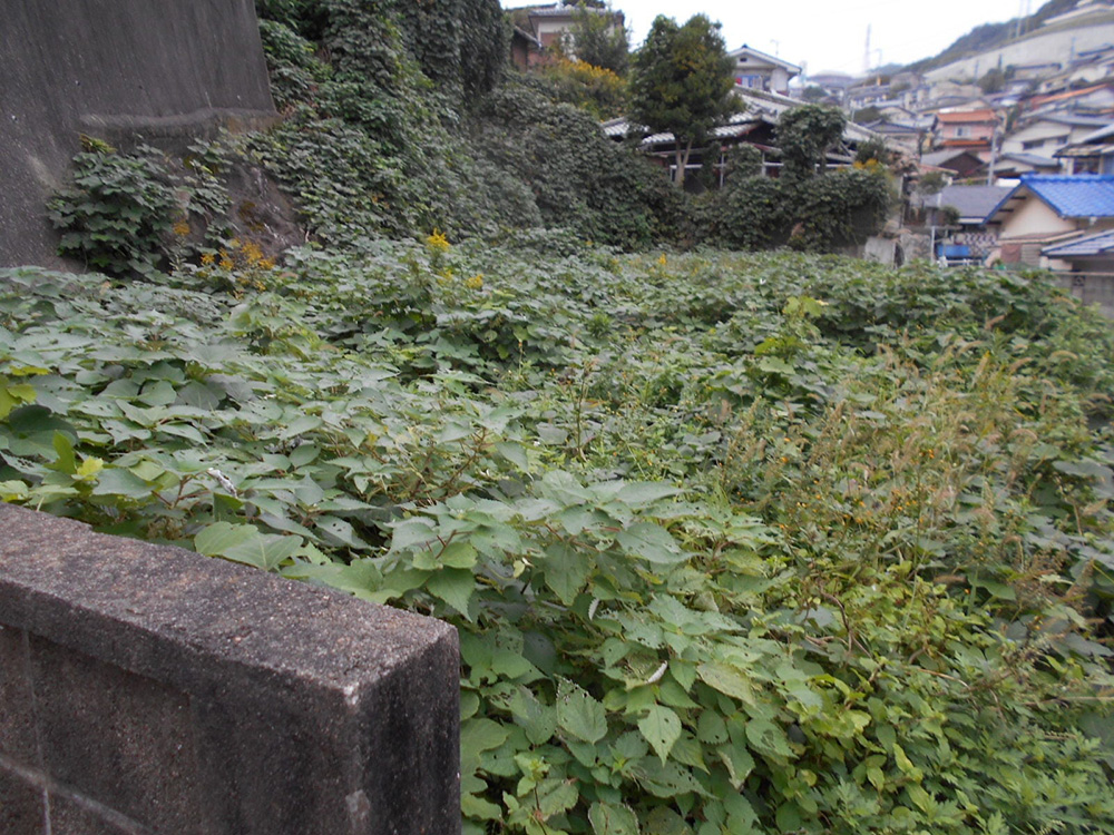 【売買】港の見える高台の土地の画像2
