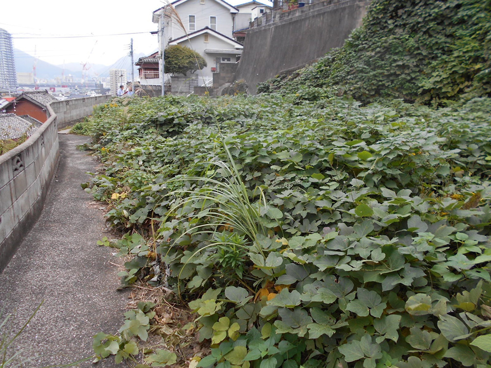 【売買】港の見える高台の土地の画像3