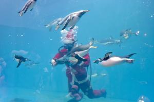 ペンギンとサンタダイバー