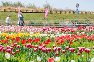 チューリップまつり